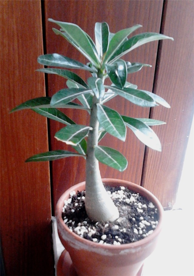 adenium102